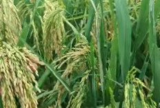 Padi Genjah, Hasil Melimpah, Bisa Mendapatkan gabah Hingga 14 Ton Per Hektar, Cocok Ditanam di Sekua Musim