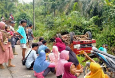 Lagi-lagi Truk Alami Nasib Apes di Jalanan Seluma