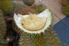 Daerah Penghasil Durian Terbesar di Bengkulu, Bukan Taba Penanjung dan Bengkulu Utara, Ternyata Ini Daerahnya