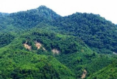 Bengkulu Simpan Gundukan Emas, Luas Lahannya 31 Ribu Hektar, Belum Dikelola, Ini Lokasinya