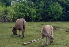 Puluhan Ekor Kerbau di Kota Bengkulu Mati Mendadak, Apa yang Terjadi?