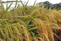 Rahasia Membuat Anakan padi 3 Kali Lebih Banyak, Hasil Dipastikan Melimpah