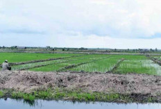 Kementan Harapkan Lahan Sawah di Kaur Dapat Bertambah