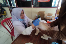 Ayo Vaksinasi Hewan Peliharaan, Binagransya: Layanan Gratis