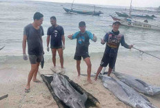 Cuaca Membaik, Nelayan Kaur Panen Ikan Marlin