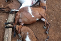 Teror Binatang Buas di Kabupaten Seluma Meluas, 8 Ekor Kambing Dimangsa, Situasi Mencekam