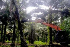 Program Replanting Sawit Dilanjutkan, Anggarannya Naik Rp60 Juta Per Hektar