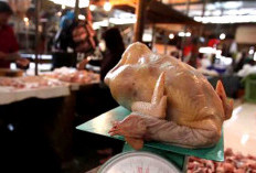 Harga Ayam Potong di Seluma Turun Jadi Rp 27 Ribu Perkilogram