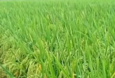 Padi Zizania: Malai Panjang, Bulir Lebat, Padi Unggul Incaran Petani