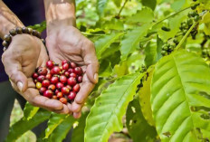 Pemerintah Genjot Produksi Kopi