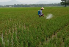 Hanya Dengan Biaya Rp 5 Ribu Persoalan Padi Kerdil Tuntas