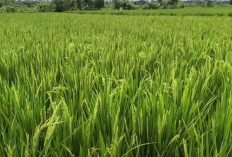 Petani Wajib tahu, Jangan Lakukan Hal Ini Saat Tanaman Padi Berbunga
