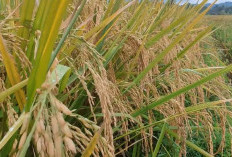 6 Varietas Padi Unggul Hasil Melimpah,  Rekomendasi Menghadapi Musim La Nina