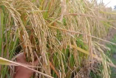 Padi Kolosebo Varietas Unggul Produksi Tinggi Cocok Ditanam Semua Musim
