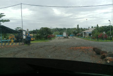 Harga TBS di Bengkulu Selatan Terus Turun