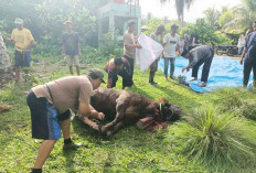 Peduli Sesama, PT. SBS Salurkan 2 Ekor Sapi Kurban