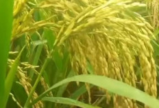 Tiga Jenis Padi Lokal Malai Panjang Yang Mendapat Julukan Padi 1000 Bulir