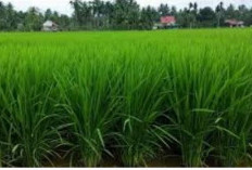 6 Langkah Penting Yang Harus Dilakukan Petani Agar Anakan Produktif Tanaman Padi Tumbuh Maksimal