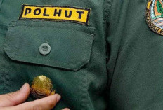 Garda Terdepan Jaga Kelestarian Hutan, Polhut Butuh Tambahan Personel