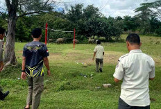 Satpol PP Kabupaten Kaur Akan Menembak Ternak Yang Diliarkan