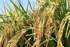 5 Varietas Padi Unggul Lahan Tadah Hujan, Tahan Kekeringan, Hasil Melimpah