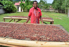 Harga Biji Kakao Turun Akibat Musim Panen