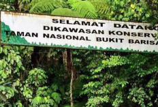 Sektor Kehutanan Jadi Fokus Program Kompensasi Karbon