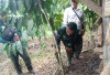 Hewan Buas Kembali Mengganas di Seluma, 4 Ekor Kambing Warga Selinsingan Mati Diterkam