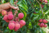 4 Manfaat Kesehatan dari Buah Leci yang Jarang Diketahui