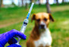 Vaksin Rabies Massal Digelar 9 Oktober