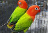 Pecinta Burung Wajib Tahu, 7 Manfaat Madu Bagi Burung Lovebird