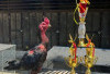 Ayam Jago Di Bengkulu Selatan Pernah Ditawar 50 Juta