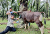 Tim Balai Venteriner Lampung Ambil Sampel Liur dan Kotoran Ternak di Desa Talang Padang