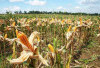 Harga Jagung Pipil Berangsur Naik, Per Kilo Rp4800