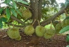 4 Cara Menanam Durian Musang King Agar Berbuah Lebat, Jika Salah Menyesal Seumur Hidup