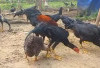 Peluang Usaha Di Desa, Modal Kecil, Kerja Ringan, Bisa Raup Keuntungan Besar