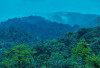 Hutan Batu Ampar Dirambah, Ancam Keberadaan Taman Rafflesia