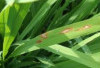 Varietas Padi Baru Tahan Blas dan Hawar Daun, Solusi Andalan Petani Menghadapi Perubahan Iklim
