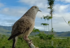 Burung Perkutut Berkuku Putih, Pembawa Rezeki Berlimpah, Keluarga Rukun Dan Bahagia