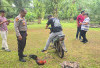 Sabung Ayam di Desa Pelajaran II Digerebek, Lapak Dibakar