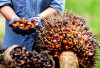 Harga TBS di Provinsi Bengkulu Tembus Rp3.308 Per Kilogram