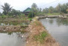 Dorong Pertumbuhan Sektor Ikan Darat, Pemda Bengkulu Selatan Perlu Lakukan Hal Ini