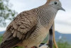 Burung Perkutut Tergedung, Suara Merdu, Mengundang Rezeki dan Menolak Santet