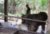 Dzaki Farm Inspirasi Peternakan Bengkulu Selatan, Berikut Jumlah Sapi Yang Dikelola