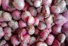 Harga Bawang Merah di Kabupaten Kaur Melonjak