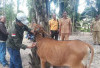 5 Ekor Sapi di Seluma Mati Mendadak, Akibat Penyakit Ngorok