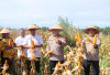 Polres Kaur Sukses Dukung Ketahanan Pangan, Jagung Yang Ditanam Sudah Panen