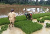 Hujan Turun, Ratusan Hektar Sawah Mulai Digarap Petani