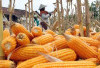 Kabar Baik, Harga Jagung Pipil Berangsur Membaik