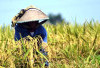 Dukung Swasembada Pangan, Petani Diingatkan Soal Lahan